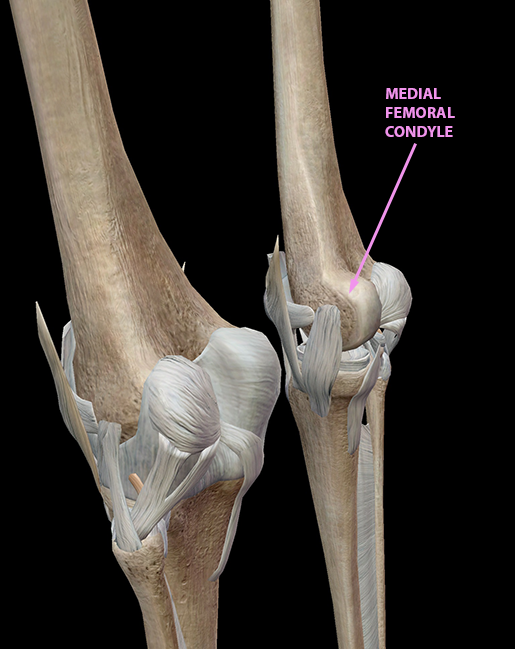 3D Skeletal System 5 Cool Facts about the Femur